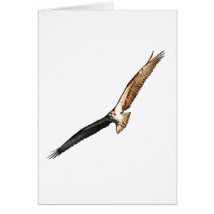 Osprey