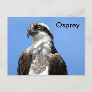 Osprey (4964) Learning Postcard