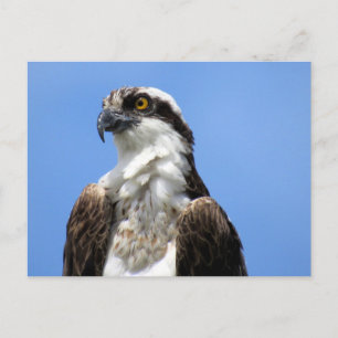 Osprey (4964) Postcard
