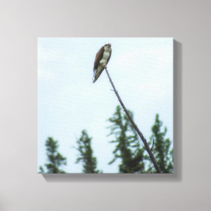 Osprey 9028 canvas print