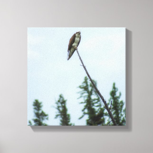 Osprey 9028 canvas print (Front)