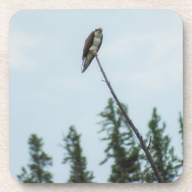 Osprey 9028 coaster (Front)