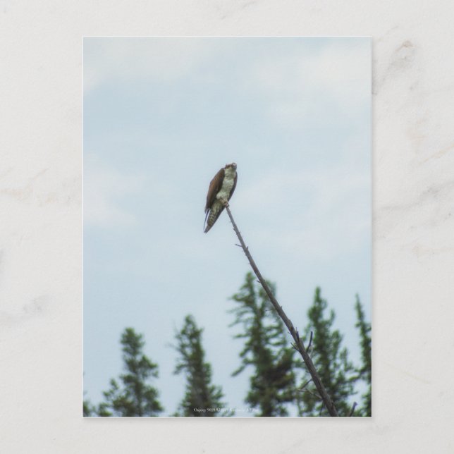 Osprey 9028 postcard (Front)