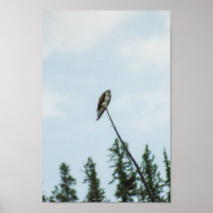 Osprey 9028 poster