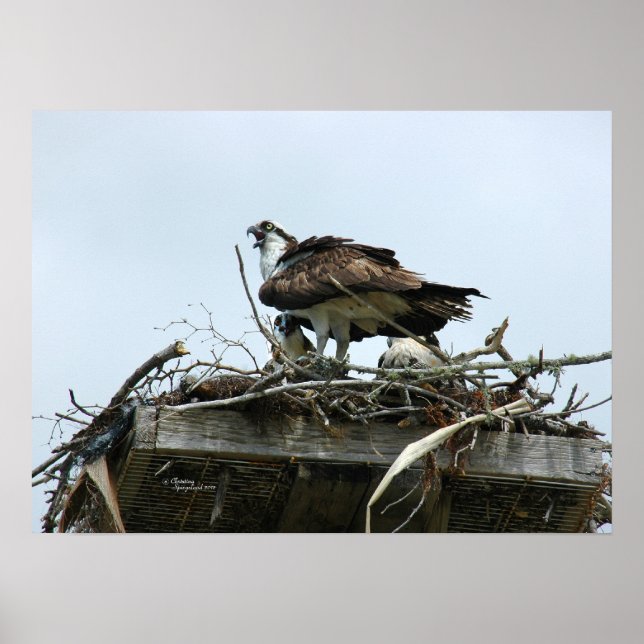 Osprey babies in nest Poster (Front)