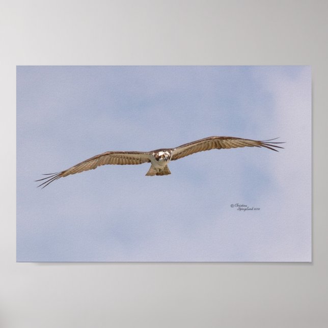 Osprey Bird Flying Poster (Front)