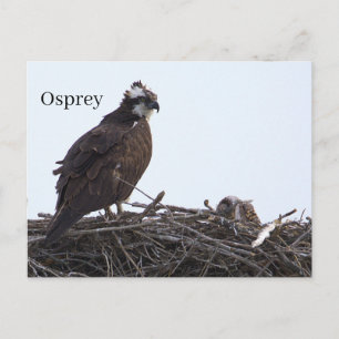 Osprey Bird Nest Postcard