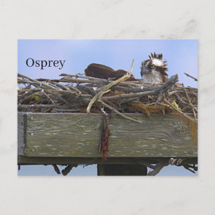 Osprey Bird Nest Postcard