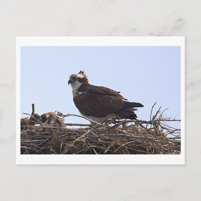 Osprey Bird Nest Postcard  (Front)