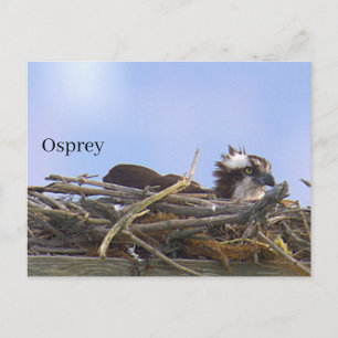 Osprey Bird Nest Postcard