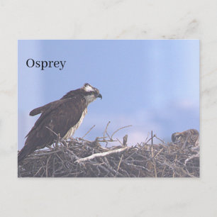 Osprey Bird Nest Postcard