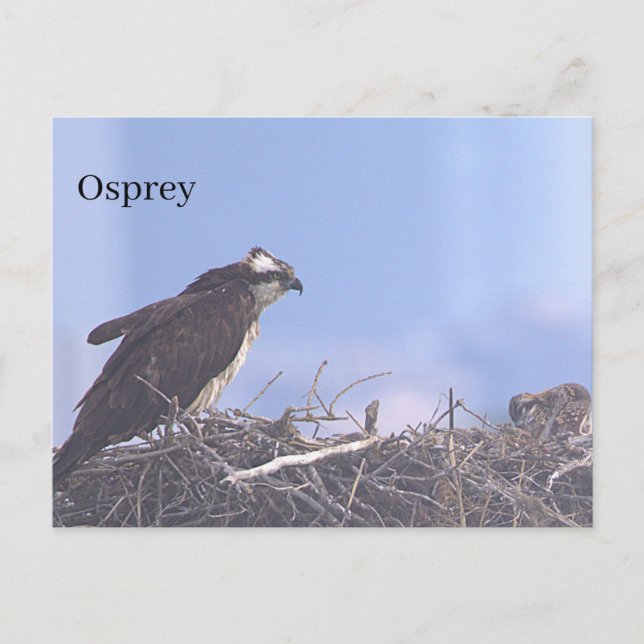 Osprey Bird Nest Postcard (Front)