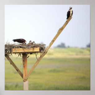 Osprey Bird Nest Poster