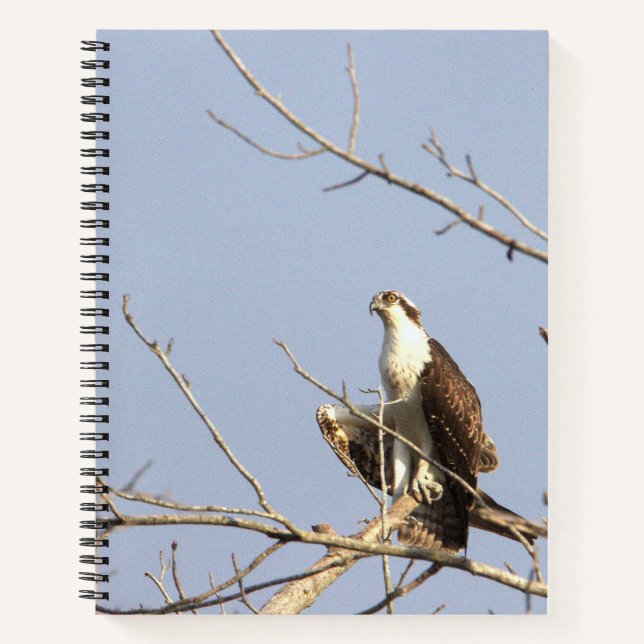 Osprey Bird Notebook (Front)