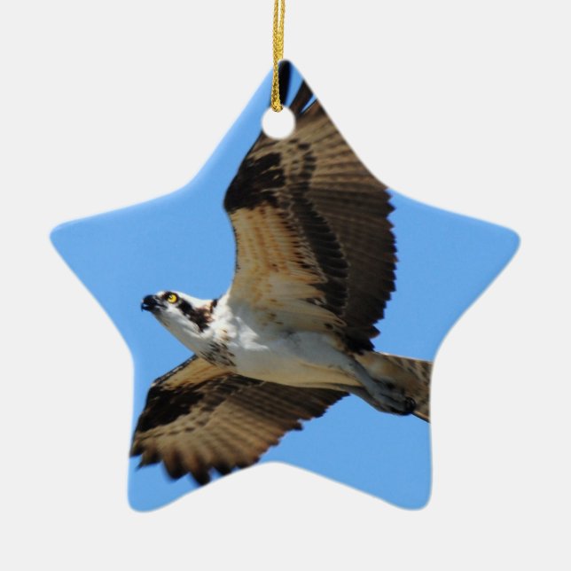 Osprey Bird Ornament (Front)