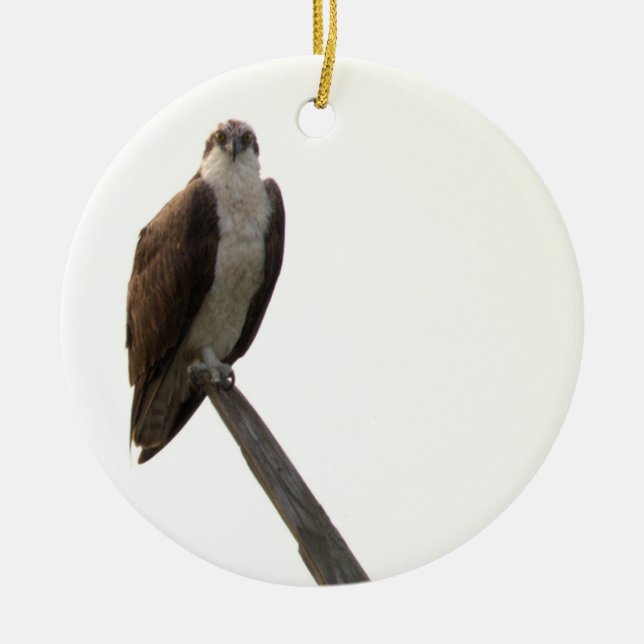 Osprey Bird Ornament  (Front)