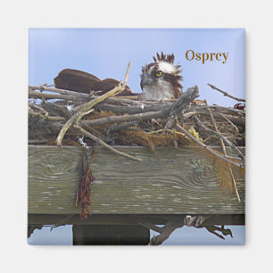 Osprey Bird Photo Magnet