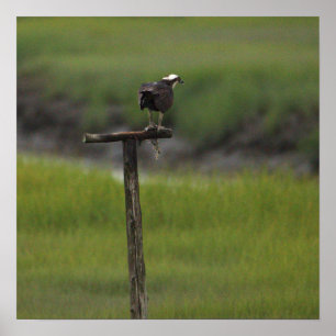 Osprey Bird Photo Poster