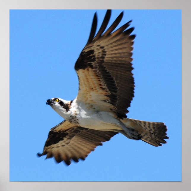 Osprey Bird Poster (Front)