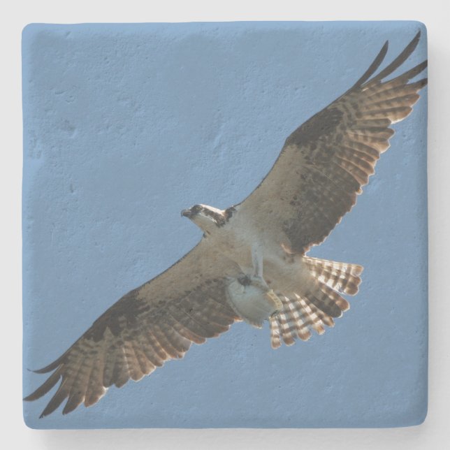 Osprey Bird Wildlife Fish Animal Stone Coaster (Front)