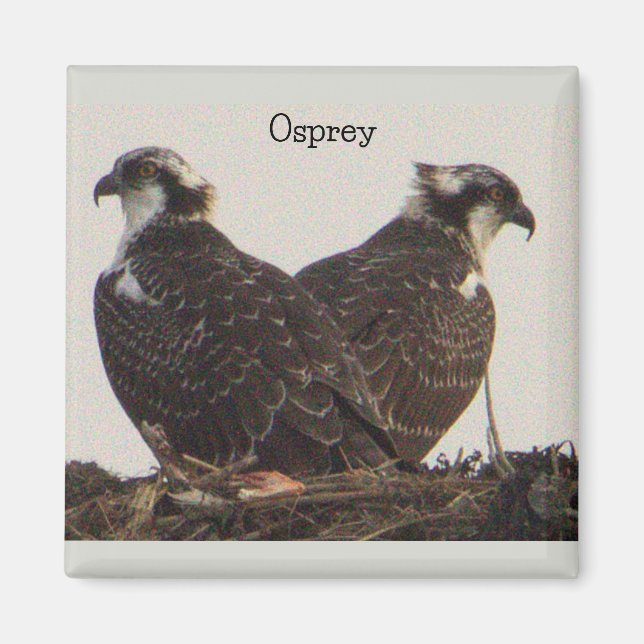 Osprey Birds in Nest Magnet (Front)