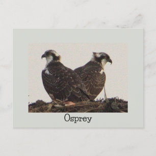 Osprey Birds in Nest Postcard