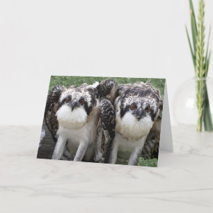 Osprey Brothers Card
