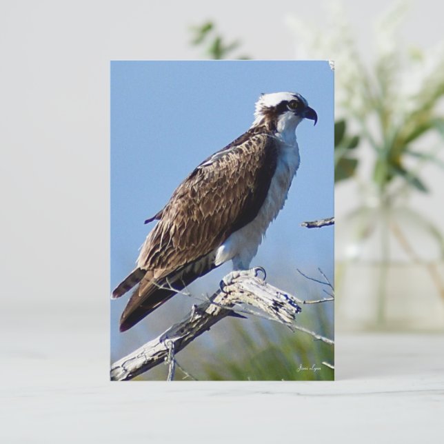 Osprey card Nature note card (Standing Front)