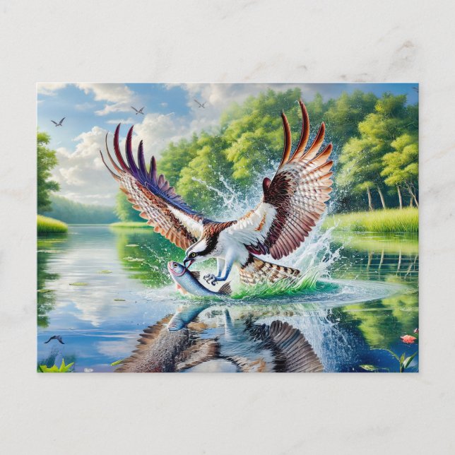 Osprey Catching Fish in River Holiday Postcard (Front)