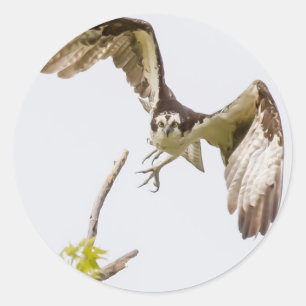 Osprey Coming At You Classic Round Sticker