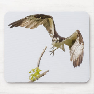 Osprey Coming At You Mouse Mat