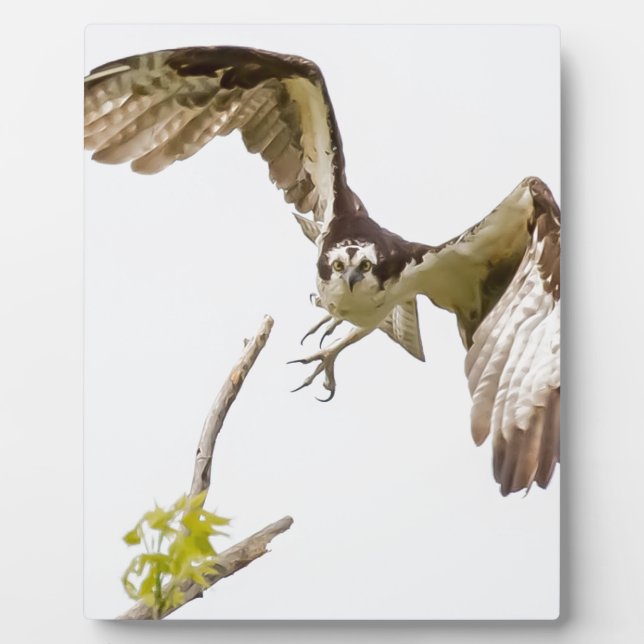 Osprey Coming At You Plaque (Front)
