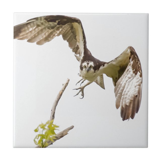 Osprey Coming At You Tile (Front)