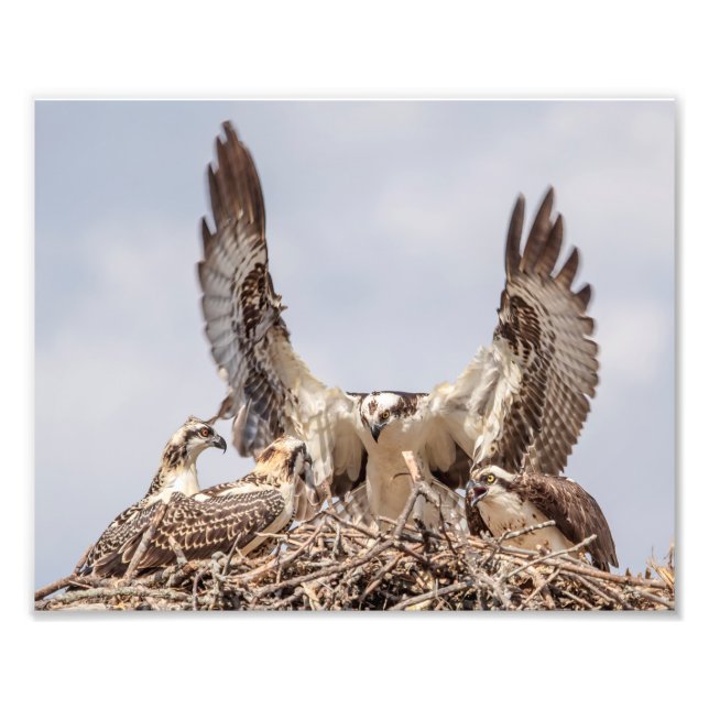 Osprey family portrait photo print (Front)