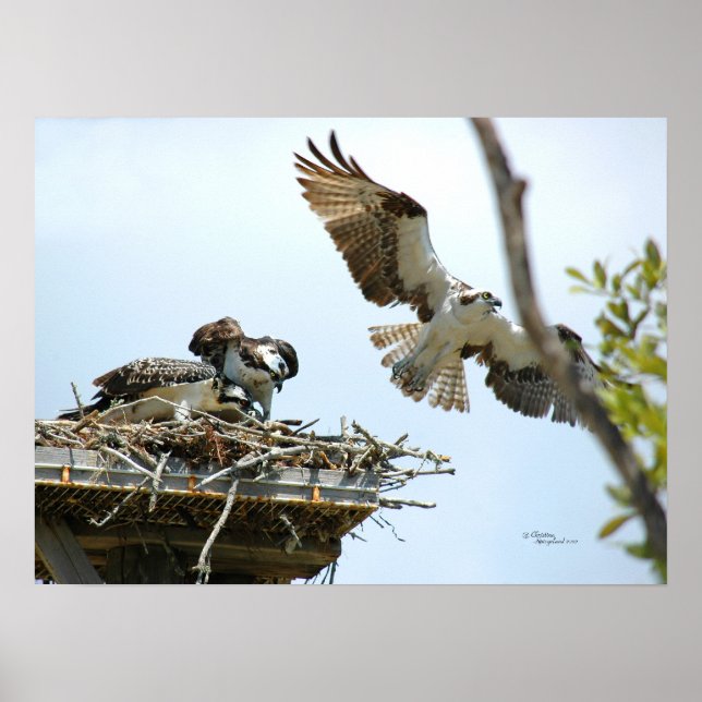 Osprey Family Poster (Front)