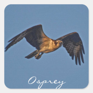Osprey Fish Eagle Flying at Sunset Square Sticker