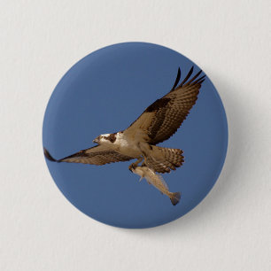 Osprey Fisher 6 Cm Round Badge