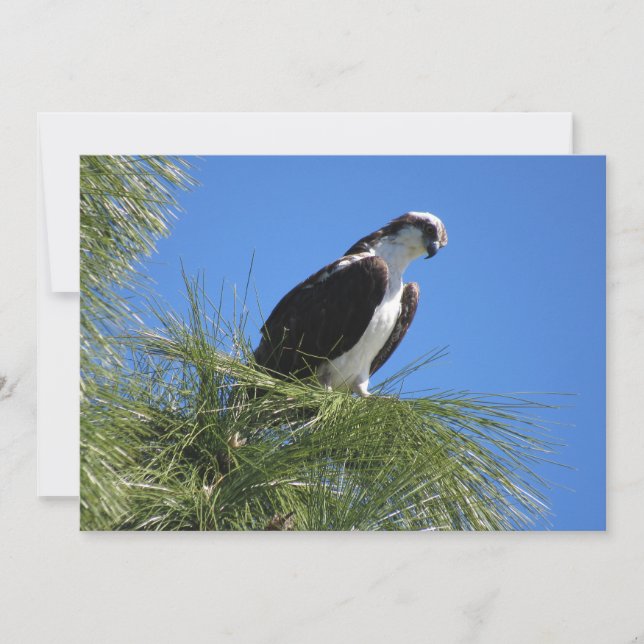 Osprey Flat Greeting Card (Front)