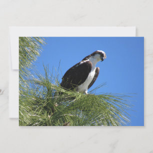 Osprey Flat Greeting Card