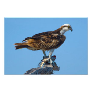 Osprey, Florida Photo Print