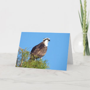 Osprey Greeting Card