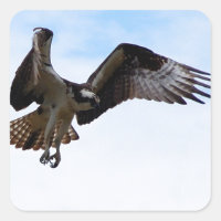 Osprey hawk attacking a surfacing fish.