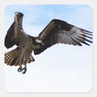 Osprey hawk attacking a surfacing fish. square sticker