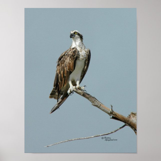 Osprey hawk in tree Poster (Front)