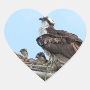 Osprey Hawk mother and babies Stickers