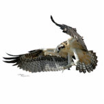 Osprey hawk Photo Sculpture<br><div class="desc">Photograph of an Osprey or Hawk flying, as a Photo Sculpture. ------- Photograph is copyrighted by me, the photographer.</div>