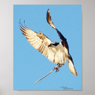Osprey holding a stick Poster
