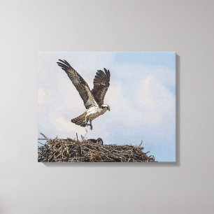 Osprey in a nest canvas print