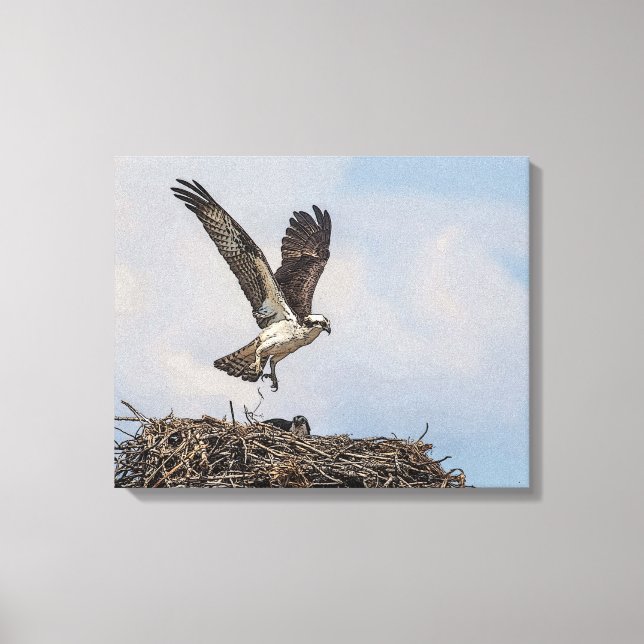 Osprey in a nest canvas print (Front)