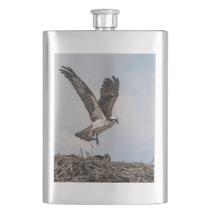Osprey in a nest hip flask